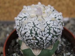 Astrophytum Super Kabuto klon 20/286 pot 6,5 cm Roub - 12407277