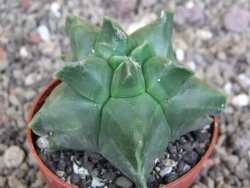 Astrophytum Herkules ( myriostigma Kiko ) pot 6,5 cm - 12407278