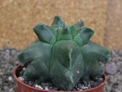Astrophytum Herkules ( myriostigma Kiko ) pot 6,5 cm - 12407280