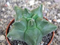 Astrophytum Herkules ( myriostigma Kiko ) pot 6,5 cm - 12407281