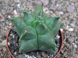 Astrophytum Herkules ( myriostigma Kiko ) pot 6,5 cm - 12407282