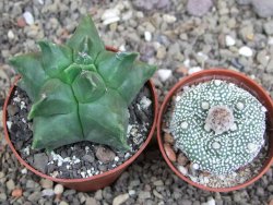 Astrophytum Herkules ( myriostigma Kiko ) pot 6,5 cm - 12407283