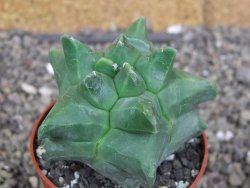 Astrophytum Herkules ( myriostigma Kiko ) pot 6,5 cm - 12407284