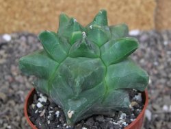 Astrophytum Herkules ( myriostigma Kiko ) pot 6,5 cm - 12407285