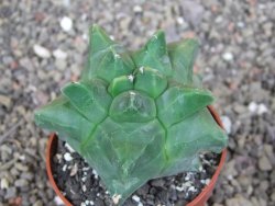 Astrophytum Herkules ( myriostigma Kiko ) pot 6,5 cm - 12407286