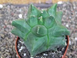 Astrophytum Herkules ( myriostigma Kiko ) pot 6,5 cm - 12407287