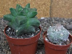 Astrophytum Herkules ( myriostigma Kiko ) pot 6,5 cm - 12407289