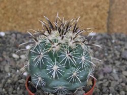 Coryphantha kracikii Diamante, Dur. pot 5,5 cm - 12407291