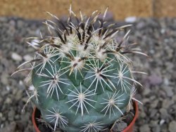 Coryphantha kracikii Diamante, Dur. pot 5,5 cm - 12407293