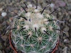 Coryphantha kracikii Diamante, Dur. pot 5,5 cm - 12407295