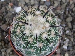 Coryphantha kracikii Diamante, Dur. pot 5,5 cm - 12407296