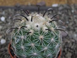 Coryphantha kracikii Diamante, Dur. pot 5,5 cm - 12407297