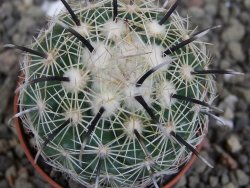 Coryphantha kracikii Diamante, Dur. pot 5,5 cm - 12407298
