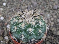 Coryphantha kracikii Diamante, Dur. pot 5,5 cm - 12407299