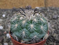 Coryphantha kracikii Diamante, Dur. pot 5,5 cm - 12407300