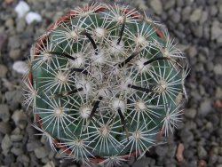 Coryphantha kracikii Diamante, Dur. pot 5,5 cm - 12407302