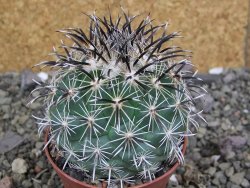 Coryphantha kracikii Diamante, Dur pot 7 cm - 12407308