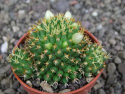 Mammillaria camptotricha brevispina BRU pot 5,5 cm