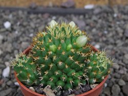 Mammillaria camptotricha brevispina BRU pot 5,5 cm - 12407316