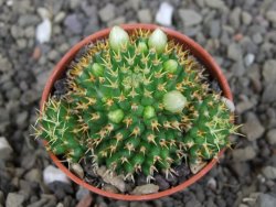 Mammillaria camptotricha brevispina BRU pot 5,5 cm - 12407317