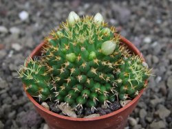Mammillaria camptotricha brevispina BRU pot 5,5 cm - 12407318