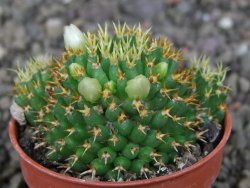 Mammillaria camptotricha brevispina BRU pot 5,5 cm - 12407319