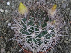 Pyrrhocactus bulbocalyx, pot 7 cm - 12407321