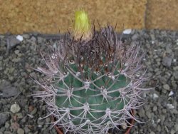 Pyrrhocactus bulbocalyx, pot 7 cm - 12407327