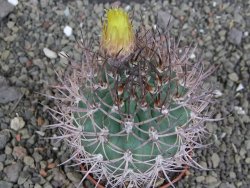 Pyrrhocactus bulbocalyx, pot 7 cm - 12407328