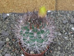 Pyrrhocactus bulbocalyx, pot 7 cm - 12407330