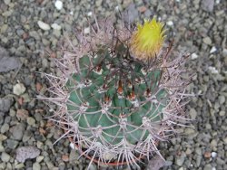 Pyrrhocactus bulbocalyx, pot 7 cm - 12407331
