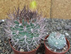 Pyrrhocactus bulbocalyx, pot 7 cm - 12407332