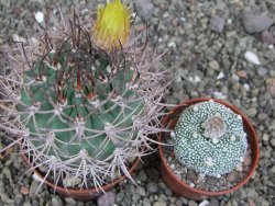 Pyrrhocactus bulbocalyx, pot 7 cm - 12407333