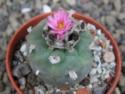 Lophophora fricii pot 5,5 cm - 12407346