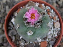 Lophophora fricii pot 5,5 cm - 12407347
