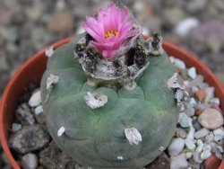 Lophophora fricii pot 5,5 cm - 12407348