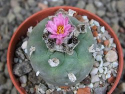 Lophophora fricii pot 5,5 cm - 12407349