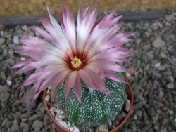 Astrophytum asterias X red flower oibo akabana, pot 5,5 cm - 12407357