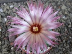 Astrophytum asterias X red flower oibo akabana, pot 5,5 cm - 12407358