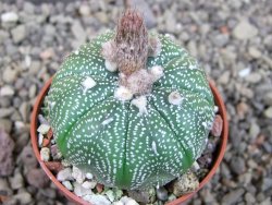 Astrophytum asterias X red flower oibo akabana, pot 5,5 cm - 12407360