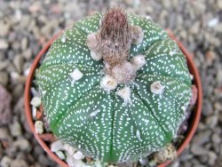 Astrophytum asterias X red flower oibo akabana, pot 5,5 cm - 12407361