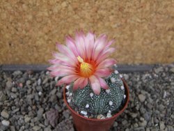 Astrophytum asterias X red flower oibo akabana, pot 5,5 cm - 12407363