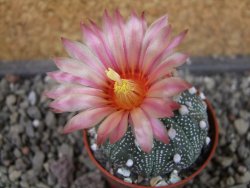 Astrophytum asterias X red flower oibo akabana, pot 5,5 cm - 12407364