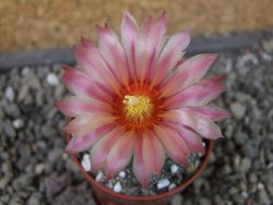 Astrophytum asterias X red flower oibo akabana, pot 5,5 cm - 12407365