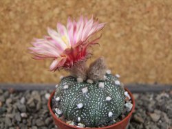 Astrophytum asterias X red flower oibo akabana, pot 5,5 cm - 12407366