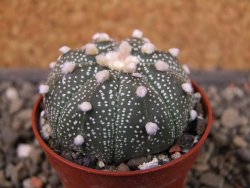 Astrophytum asterias X red flower oibo akabana, pot 5,5 cm - 12407367