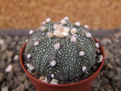 Astrophytum asterias X red flower oibo akabana, pot 5,5 cm - 12407368