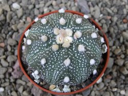 Astrophytum asterias X red flower oibo akabana, pot 5,5 cm - 12407369