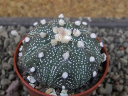 Astrophytum asterias X red flower oibo akabana, pot 5,5 cm - 12407370