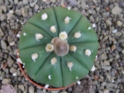 Astrophytum asterias nudum X red flower oibo akabana, pot 5,5 cm - 12407377